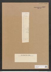 Diatomeae indet. Zeichnungen Sammlung Grunow Nr. 4562 (NHMW-BOT-W0372520)